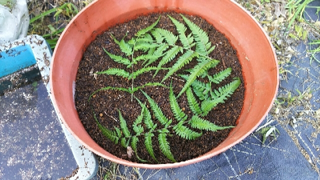 シダの前葉体だよね これを育ててコケ玉に移植 東京 鉢植え観察記