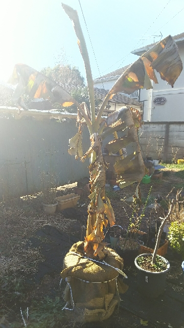 葉が完全にアウト状態のアイスクリームバナナ 鉢植えで越冬できるのか 東京 鉢植え観察記