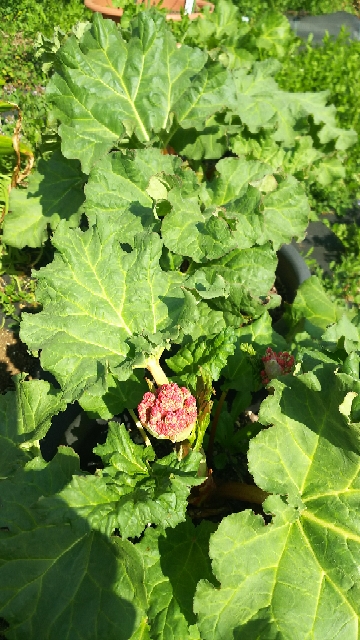 太い葉柄を作る為にルバーブの花芽を切り落とします 東京 鉢植え観察記