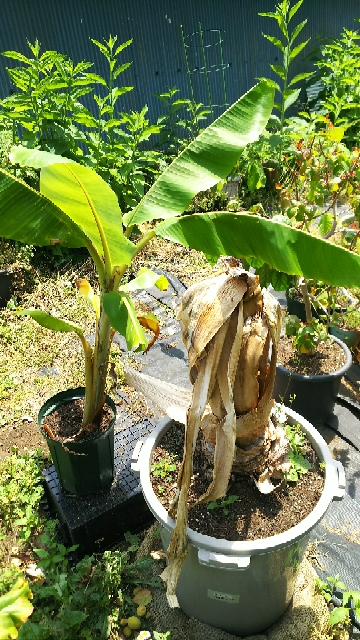 越冬失敗のアイスクリームバナナ 子株でのリベンジ 東京 鉢植え観察記