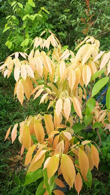 葉が完全にアウト状態のアイスクリームバナナ 鉢植えで越冬できるのか 東京 鉢植え観察記